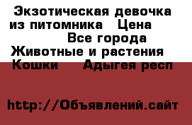 Экзотическая девочка из питомника › Цена ­ 25 000 - Все города Животные и растения » Кошки   . Адыгея респ.